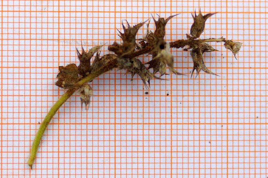 Stachys salisii / Stregona di Salis